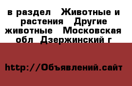  в раздел : Животные и растения » Другие животные . Московская обл.,Дзержинский г.